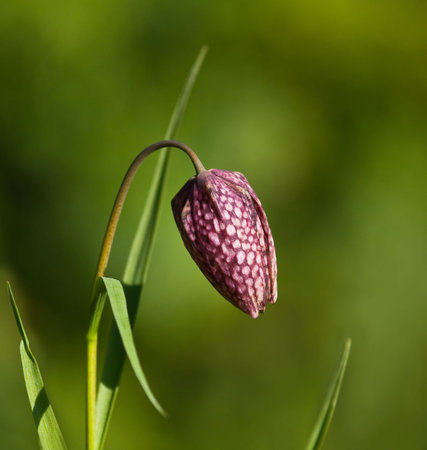 Snakeshead Fritillaryの写真素材