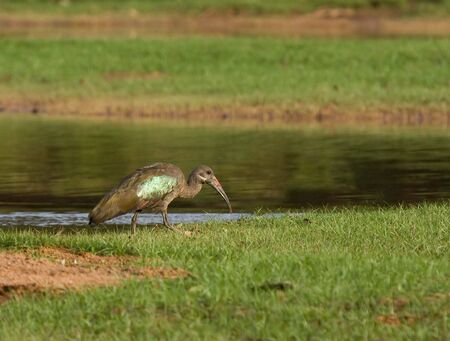 Hadada Ibis by the Gambia Riverの写真素材