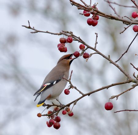 Bohemian Waxwing eating berry during winter migrationの写真素材