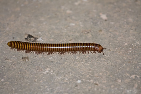 Giant Millipede