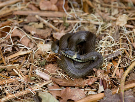 Grass Snake