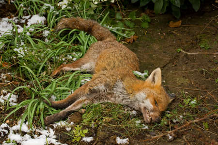 Dead Foxの写真素材