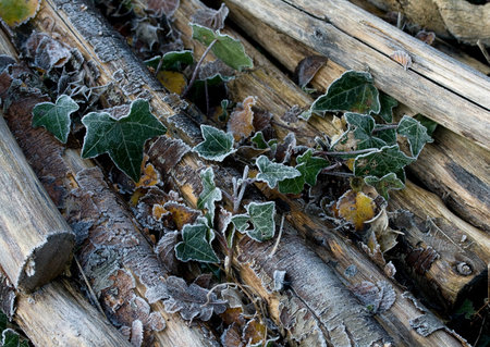 Frost on Ivy and Logsの写真素材