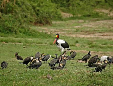 Saddle-billed Storkの写真素材