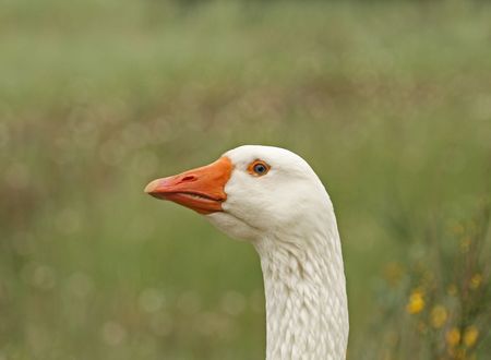Goose close-upの写真素材