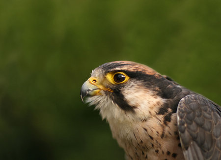Lanner Falcon head close-upの写真素材