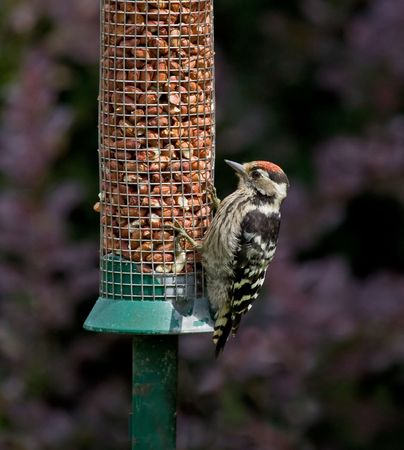 Lesser Spotted Woodpeckerの写真素材