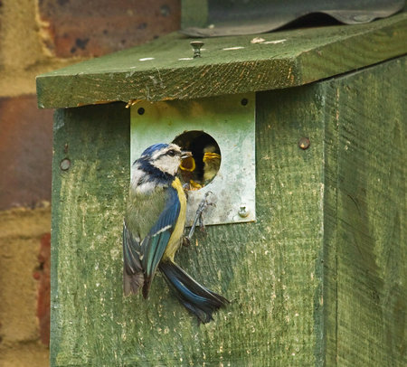 Blue Tit Familyの写真素材