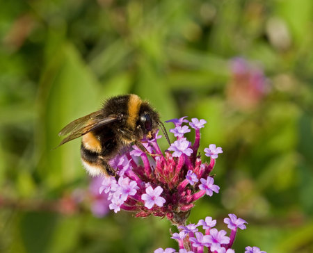 Bee on Flower