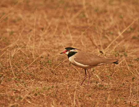 Black-headed Plover