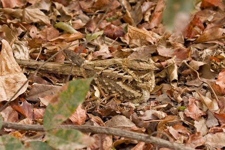 Long-tailed Nightjarの写真素材