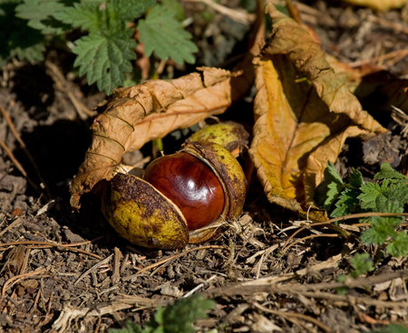 Horse Chestnut Conker
