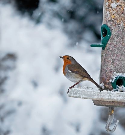 Robin and Snowの写真素材