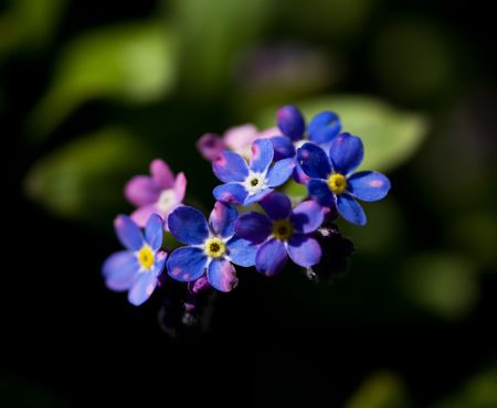Forget-me-not flowersの写真素材