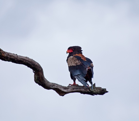 Bateleur 1の写真素材
