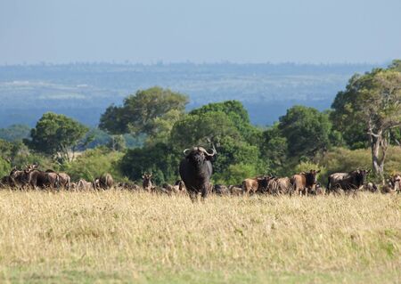 Cape Buffalo on the Masai Maraの写真素材