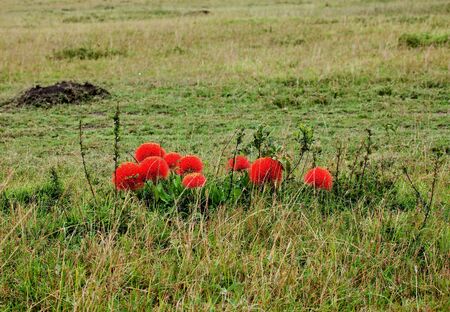 Fireball Lilies on the Masai Maraの写真素材
