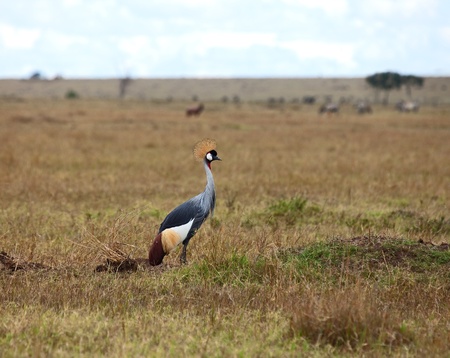 Grey Crowned Crane on the Masai Maraの写真素材