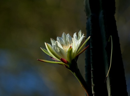 Kenya Cactus Flowerの写真素材