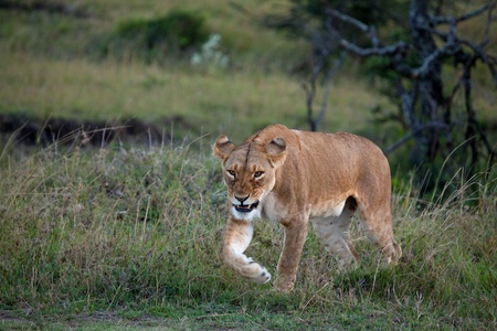 Lioness on the Masai Maraの写真素材