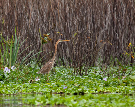 Purple Heron juvenile