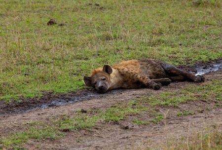 Spotted Hyena relaxingの写真素材
