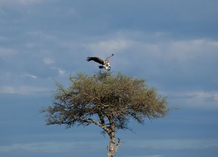 African White-backed Vulture landingの写真素材