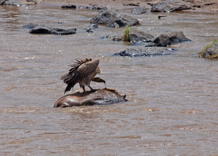 Vulture on carcase in the Mara Riverの写真素材