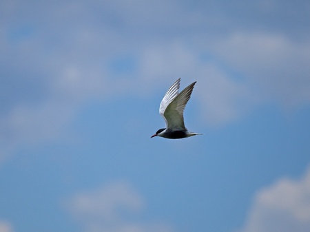 Whiskered Tern 2の写真素材