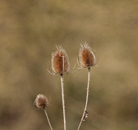 Teasels