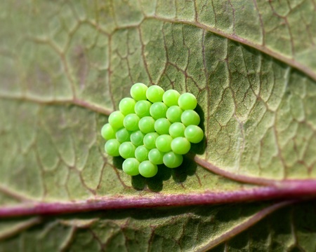 Common Green Shield Bug Eggsの写真素材