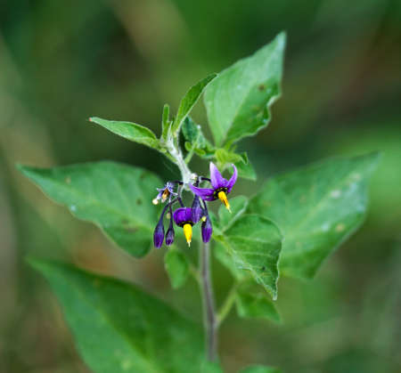 Bittersweetの写真素材