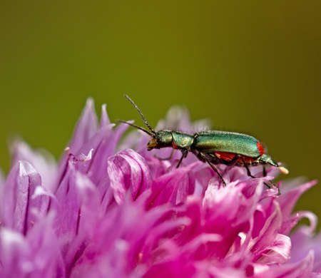 Malachite Beetleの写真素材