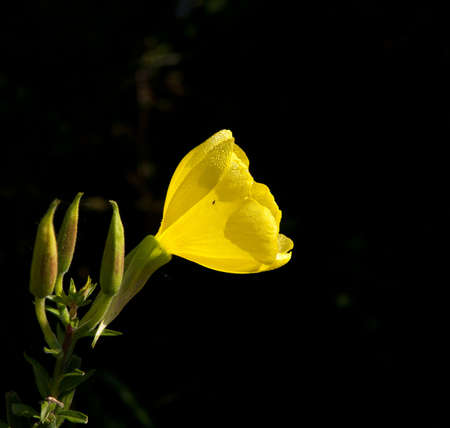 Common Evening Primrose flowerの写真素材