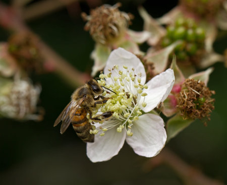 Honey Bee on Flower