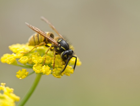 Wasp on Yellow Flowerの写真素材