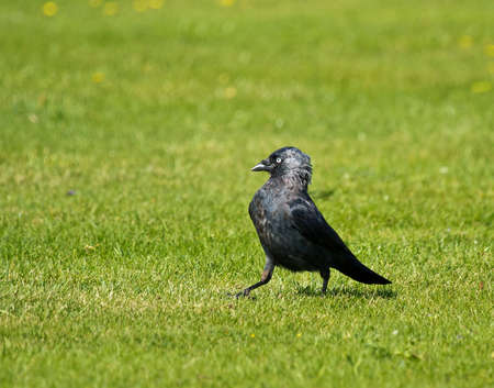 Jackdaw Struttingの写真素材