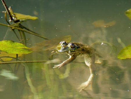 Frog Floatingの写真素材