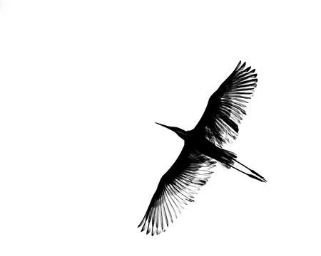 Great White Egret abstractの写真素材