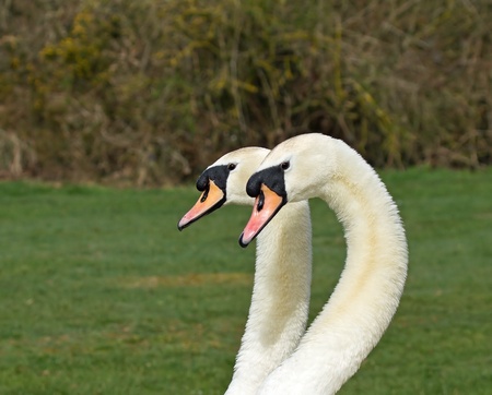 Two adult Mute Swans side by side, head shotsのeditorial素材