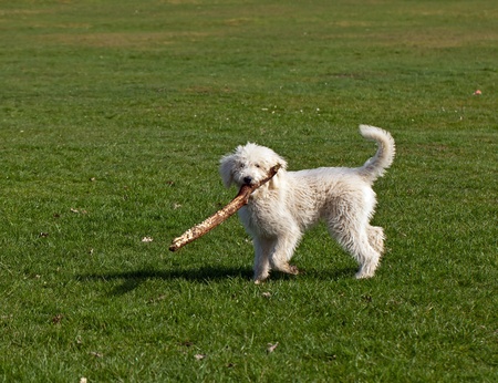 Shaggy white Dog Playing with Stick on green grass in parkの写真素材