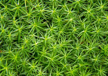 Leaves textureの写真素材