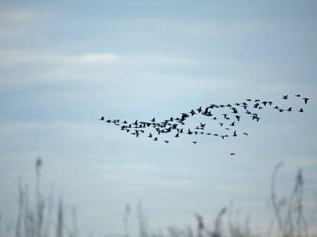 Flock of Barnacle Geese in V formation flying in to roost during late winter afternoon