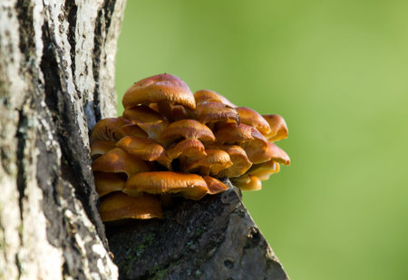 Honey Fungus growing on tree trunkの写真素材