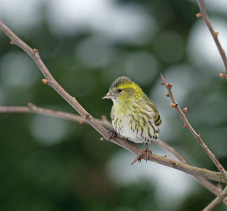 Small bird finch European Siskin female in Hawthorn