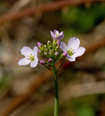 Wild Cuckoo Flower or Lady s Smockの写真素材