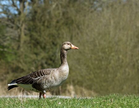 Wild Greylag Goose grazing in English countrysideの写真素材