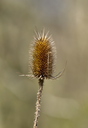 Common Teasel dead flower head providing seeds and shelter for variety of wildlife の写真素材