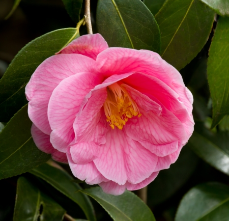 Deep pink Camellia flower with leaves in springtimeの写真素材