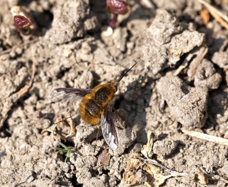 Common or Dark-bordered Bee-fly resting on groundの写真素材